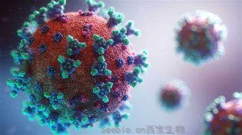 Nat Med：找到新冠疫苗成功的秘诀——对<font color='red'>SARS-CoV-2</font>刺突蛋白的免疫反应！