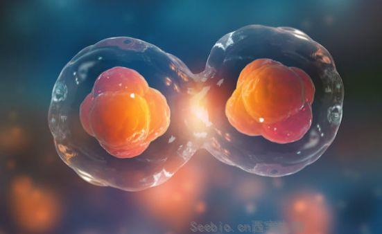 Cell：科学家利用虚拟胚胎进行单个细胞层面的研究