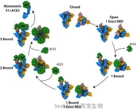 Nature：揭示<font color='red'>SARS-CoV-2刺突</font>蛋白结合人ACE2受体的结构机制