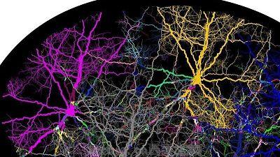 Nat Biotechnol：感知神经元激活与免疫系统的关系
