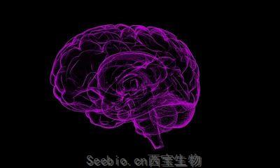 J Neurosci：关键蛋白调节大脑发育