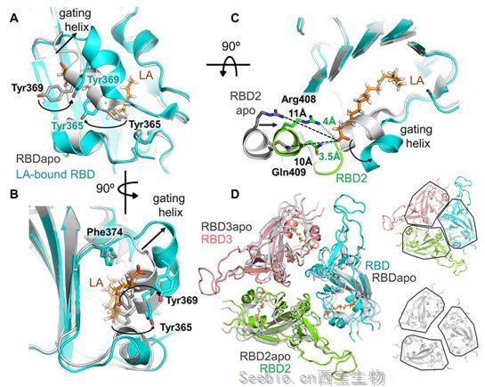 Science：发现新冠病毒S蛋白的一个亚油酸结合口袋，为开发阻止这种病毒<font color='red'>感染</font>的药物奠定基础