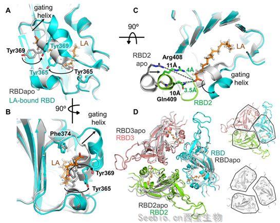 Science：发现新冠病毒<font color='red'>S蛋白</font>的一个亚油酸结合口袋，为开发阻止这种病毒感染的药物奠定基础