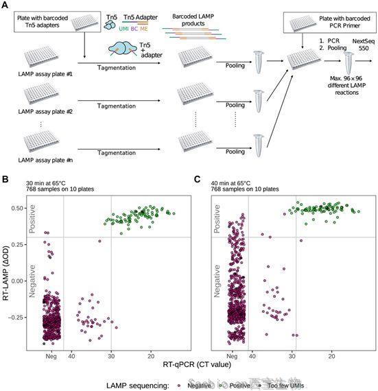 Science子刊：开发出一种检测<font color='red'>新冠</font>病毒RNA的双色RT-LAMP检测方法
