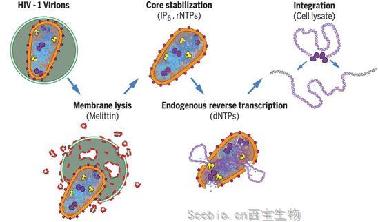 Science：重大进展！在体外重建<font color='red'>HIV</font>复制和整合过程，为开发靶向<font color='red'>HIV</font>衣壳的药物奠定基础