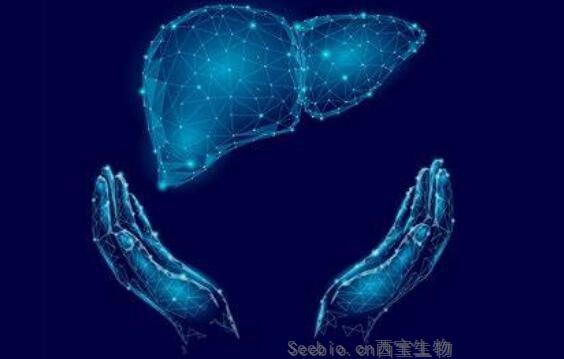 PNAS：解读！科学家们有望利用一种<font color='red'>新型</font>的聚糖标记策略来揭秘肝脏中的免疫激活机制！