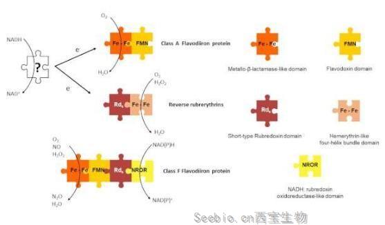 mBio：揭秘艰难梭菌在低氧环境中得以生存的分子机制