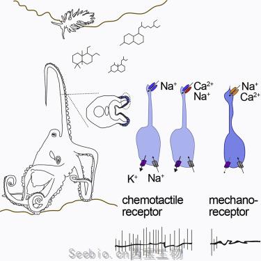 Cell：揭示章鱼吸盘上的化学触觉受体作用机制