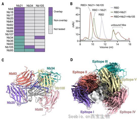 Science：美洲驼<font color='red'>纳米</font>抗体有望成为对抗新冠病毒的强大武器