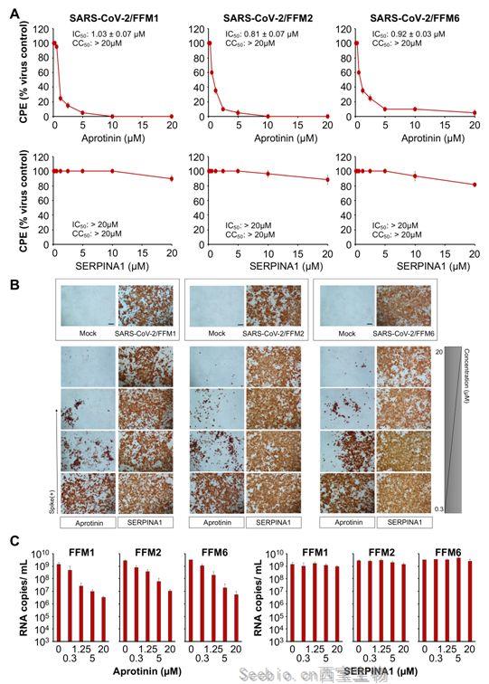 Cells：揭示抑肽酶抑制<font color='red'>新冠病毒</font>复制