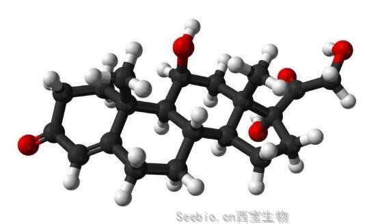 J Neurosci：压力为何会造成人类不孕不育的发生？大脑中的RFRP神经元或许是关键！