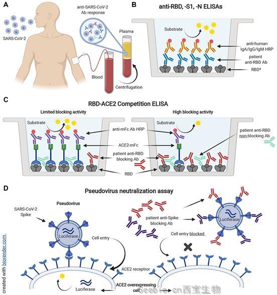 Science子刊：新型纵向研究记录了在症状出现5个月后的<font color='red'>COVID-19抗体</font>反应