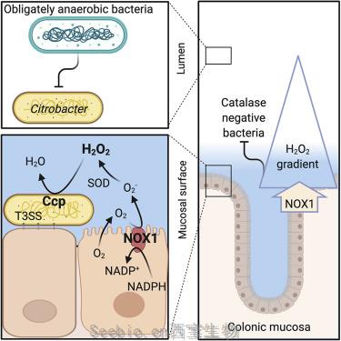 Cell子刊：颠覆现有理论！过氧化氢让肠道细菌远离结肠内壁