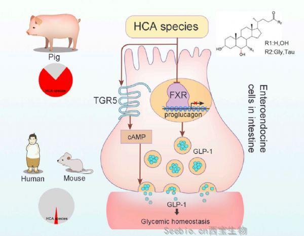 Cell子刊：人类能否战胜糖尿病？这方面可能要向猪学学了！
