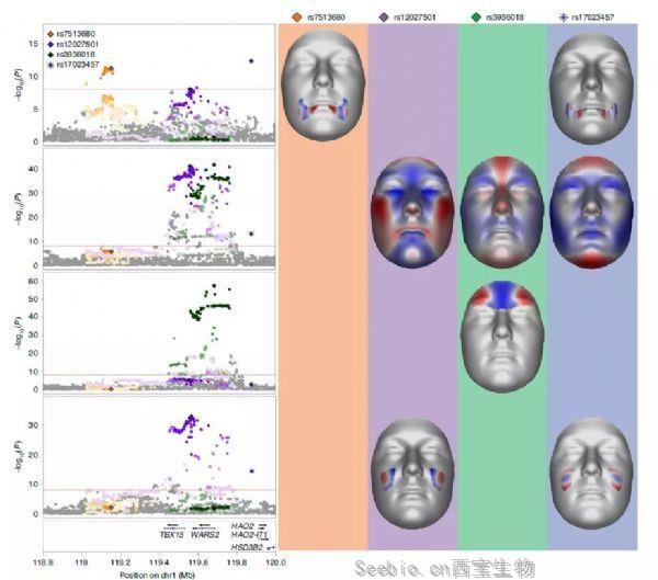 Nature子刊：揭示“颜值”背后的遗传信息