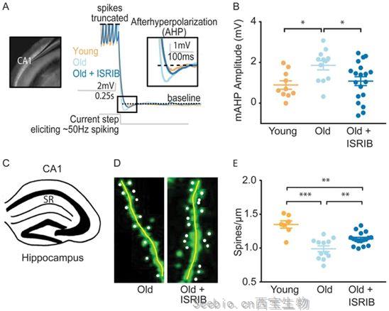 eLife：小分子ISR抑制剂有望让大脑返老还童