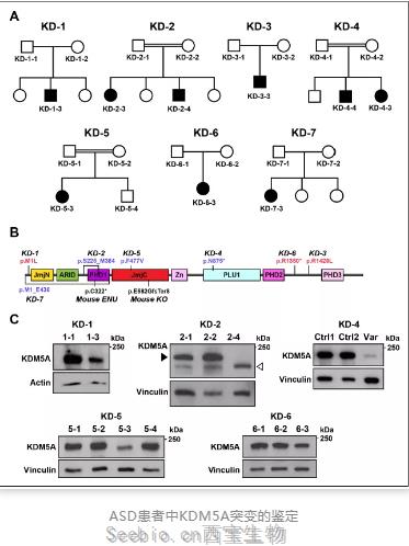 新突破！eLife解析：科学家发现与儿童<font color='red'>自闭症</font>相关的新基因！