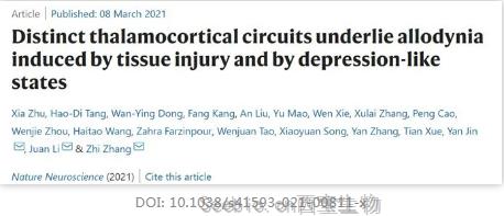 抑郁患者慢性疼痛的原因找到了！Nature子刊揭示不同的丘脑皮质回路是引起异常性疼痛的基础