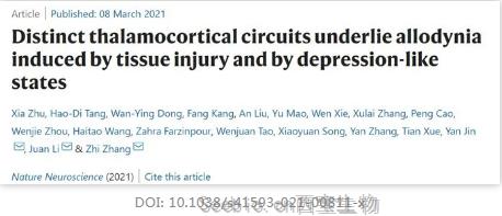 抑郁患者慢性疼痛的原因找到了！Nature子刊揭示不同的<font color='red'>丘脑皮质回路</font>是引起异常性疼痛的基础