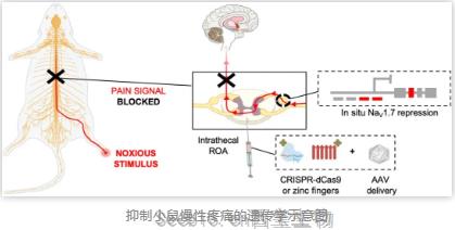 代替吗啡治疗<font color='red'>疼痛</font>的依赖！Science子刊：基于CRISPR和锌指蛋白的基因治疗技术缓解慢性<font color='red'>疼痛</font>