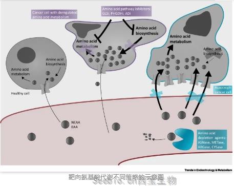 Cell子刊综述：“饿死”癌细胞，氨基酸消耗疗法的途径与挑战