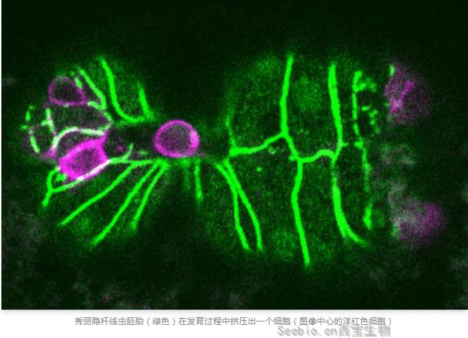 Nature重磅！诺奖得主揭示“另类”潜在抑癌方法：把<font color='red'>癌细胞</font>“挤”出去