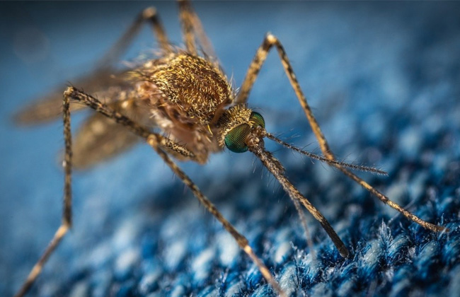 世界上最恐怖的蚊子遇上神奇的<font color='red'>CRISPR基因编辑</font>技术，能否终结疟疾？