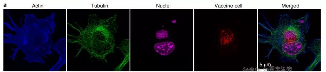 癌症疫苗重大进展！ 《nature》子刊：科学家发明通过<font color='red'>肿瘤</font>细胞的低温硅化来制造癌症疫苗的技术