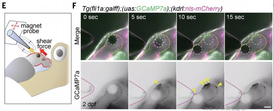 <font color='red'>心脏</font>发育机制的大发现！Science：机械应力对<font color='red'>心脏</font>瓣膜形成过程的调控机制