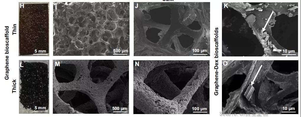 基础科研 | <font color='red'>石墨烯</font> YYDS！Science Advances：<font color='red'>石墨烯</font>生物支架用于抑制器官移植的炎症反应，提高移植细胞的生存率