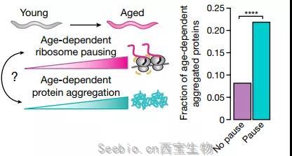 核糖体停顿+蛋白质失衡，时间这把“杀猪刀”！