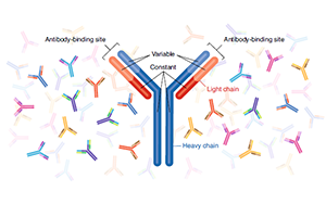 重组抗体：未来科研抗体和药物研发的主力军