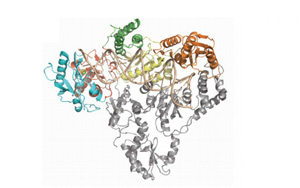 PNAS揭示了人类<font color='red'>内源性逆转录酶</font>的结构