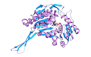 斯坦福大学发现为癌细胞提供燃料的<font color='red'>靶向</font>酶