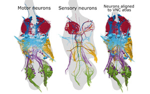 新发现揭示：神经元是如何维持其通信能力的钙离子通道的？