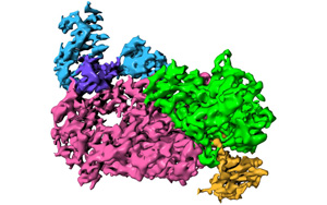 《Nature》发布COVID-19病毒复制的关键<font color='red'>机制</font>