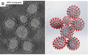 研究发现，冠状病毒的形状会影响其传播