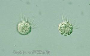 《PNAS》首次发现，一种专吃病毒为生的微生物