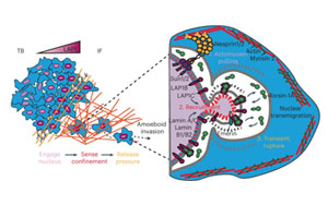 奇特的蛋白能让<font color='red'>癌细胞</font>改变细胞核形状，并扩散到全身！