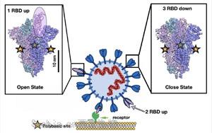 Nature最新研究找到<font color='red'>新冠</font>病毒的弱点！