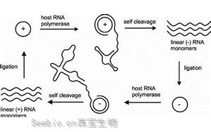 《Cell》深度挖掘人类RNA<font color='red'>病毒</font>的远亲——类<font color='red'>病毒</font>