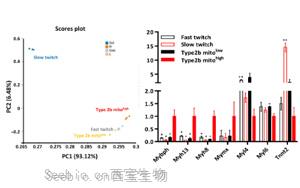 帕金森治疗有望！科学家在<font color='red'>小鼠</font>四肢中发现“超快”肌肉纤维