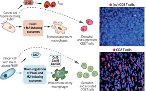 Science：RNA结合蛋白<font color='red'>FMRP</font>有助于肿瘤逃避免疫破坏的能力
