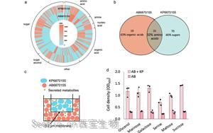 Nature子刊：最致命和耐药的病原体协作，变得更具传染性