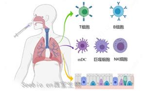 nature 子刊 | 鼻喷疫苗可显著增强黏膜免疫，构建新冠防护第一线