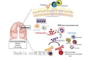 Science子刊：对过敏性哮喘的保护—先天淋巴样细胞