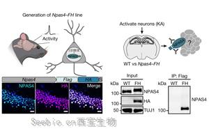 大脑越用越“废”？Nature发现神经元DNA修复机制，或推动相关疾病研究进展