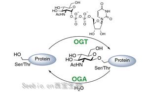 《PNAS》科学家解开细胞存活之谜