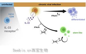 Immunity：<font color='red'>免疫系统</font>的“马拉松选手”