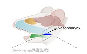 《Nature》甲流当季，大脑如何感知感染以及“布洛芬”没效果的原因？